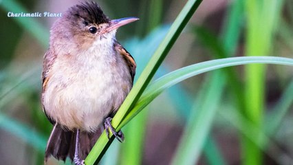 The Sweet Song of the Australian Reed Warbler | Relaxing Bird Sounds in Nature