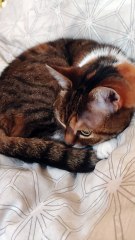 Good Morning! It Is Cold & Foggy! I`m Staying At Home! #cat #goodmorning #viralcats #funnycats #funnyanimals #cutecats #animals #trending #fyp
