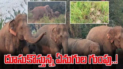 Parvathipuram Manyam district: ఏనుగుల గుంపు వస్తుంది జాగ్రత్త..! | Oneindia Telugu