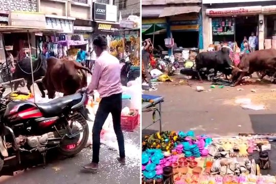 स्टेशन रोड पर लगे दिवाली के बाजार में दो सांडों की भिड़ंत