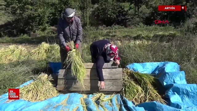 Artvin'de geleneksel yöntemlerle çeltik hasadı