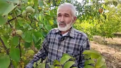 Demirci’de ceviz hasadına başlandı