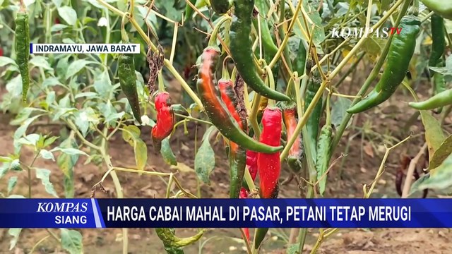 Petani Cabai Indramayu Keluhkan Harga Jual Murah Meski di Pasar Capai Rp50 Ribu per Kg