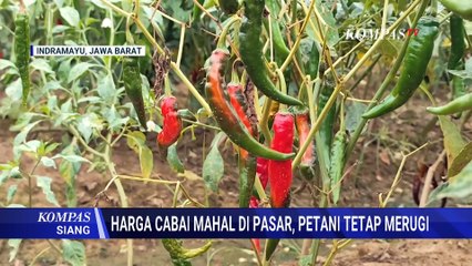 Petani Cabai Indramayu Keluhkan Harga Jual Murah Meski di Pasar Capai Rp50 Ribu per Kg