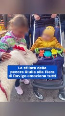 La sfilata della pecora Giulia alla Fiera di Rovigo emoziona tutti: video