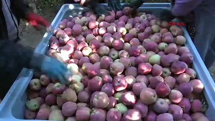 Türkiye'nin en lezzetlisinde buruk hasat başladı: Bu sene yüzde 40 kayıp var!