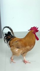 The rooster became confused after seeing the kitten.