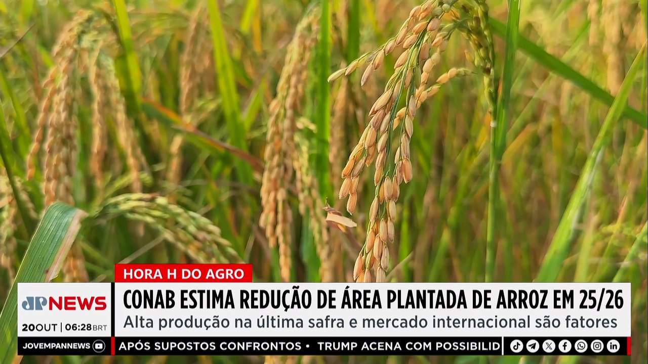 Mariana Grilli: Conab prevê queda na área plantada de arroz em 2025/26