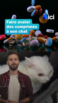 Donner un médicament à son chat #Chat #Animaux #Vétérinaire