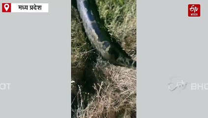 नीमच में दिखा 90 किलो वजनी 14 फीट का अजगर, खेतों में रेंगते देख मचा दहशत