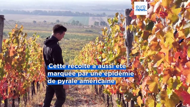 Le village viticole de Villány annonce des vendanges prometteuses