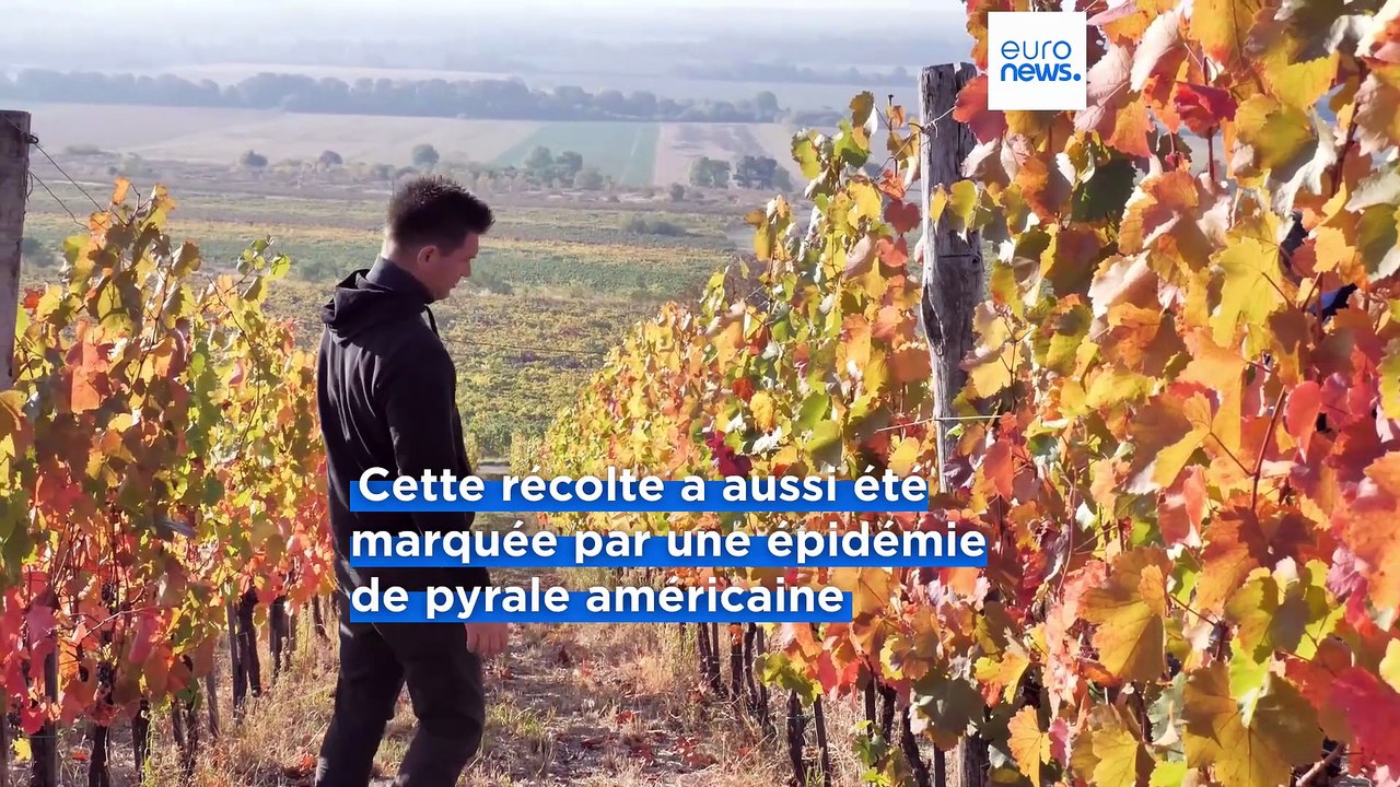 Le village viticole de Villány annonce des vendanges prometteuses