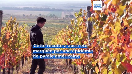 Le village viticole de Villány annonce des vendanges prometteuses