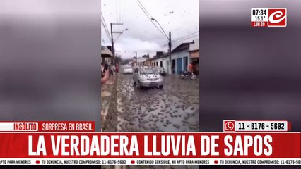 Impresionante lluvia de sapos atemorizó a un pueblo entero