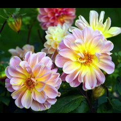 Audiolibro romantico - El affaire - Parte 1