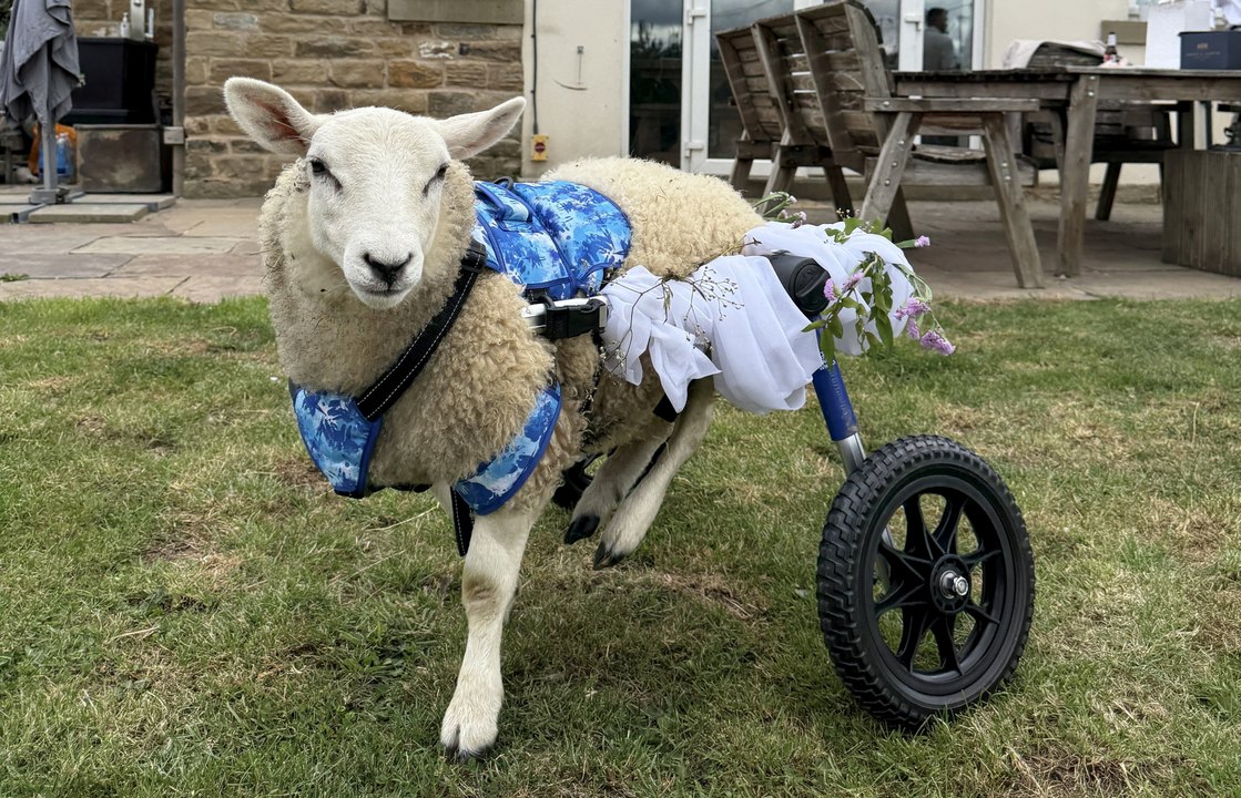 Disabled sheep becomes ring bearer