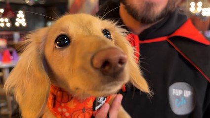 Halloween Dachshund Pup Up Cafe comes to Leeds