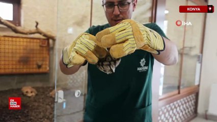 Konya’da polisin durdurduğu şahsın cebinden piton çıktı