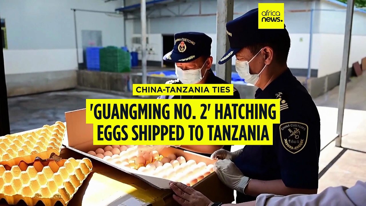 China exports poultry hatching eggs to Tanzania, marking milestone
