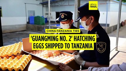 China exports poultry hatching eggs to Tanzania, marking milestone