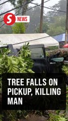 Man killed after tree falls onto pickup truck in Hulu Selangor