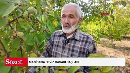 Manisa'da ceviz hasadı başladı