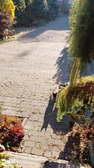 The Happiest Cat Ever When It’s Dinner Time! 😸❤️ #cat #funnycats #cutecats #shorts #catshorts #viralcats #trending #adorableanimals #fyi