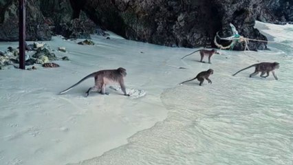 Monkey surprises tourist at Thailand beach by suddenly latching onto her leg