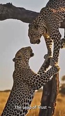 Leopard Falls from Tree but His Friend Saves Him 😱🐆 | Heartwarming Animal Moment