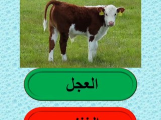 اختبر معلوماتك  كويز أسئلة عامة ممتعة