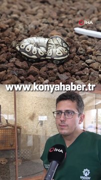 Konya'da bir şahsın cebinden çıkan yavru piton yılanı koruma altına alındı #konya #konyahaber #sondakika #haber #haberler #yavrupiton #pitonyılanı #piton
