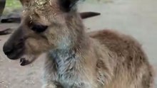 Kangaroo