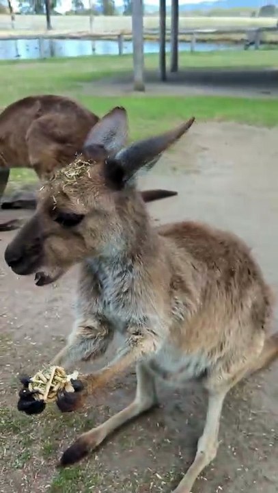 Kangaroo