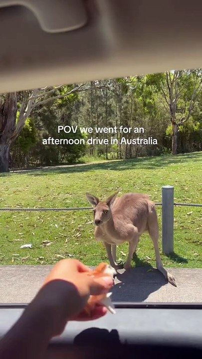 Cute kangaroo