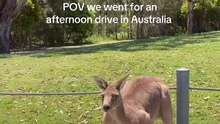 Cute kangaroo
