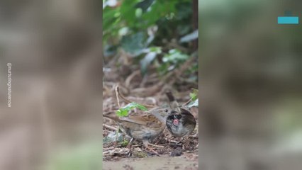 Rare Footage Shows Dunnock’s Mating Behaviour