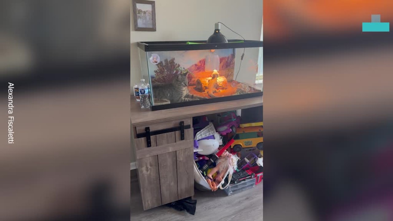 Cat Makes Bearded Dragons Home Its Own