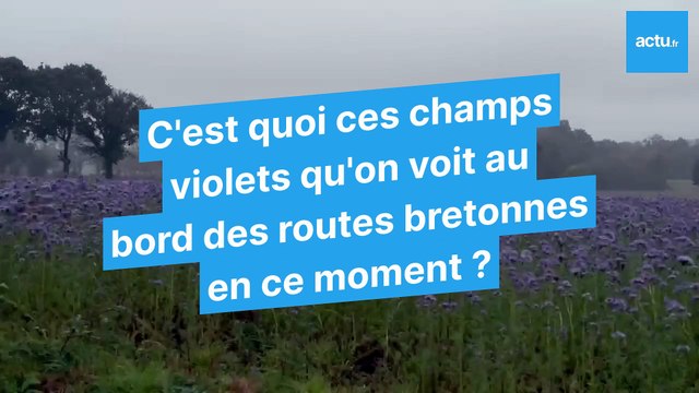 La question pas si bête : C'est quoi ces champs violets au bord des routes de Bretagne ?