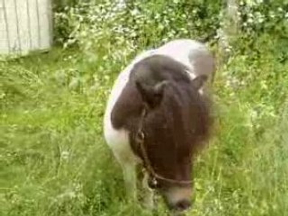 Petit Wayne