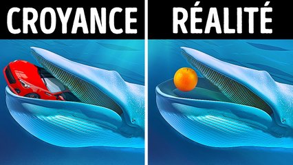 14 Idées Reçues Sur Les Animaux Auxquelles Croient Même Les Adultes