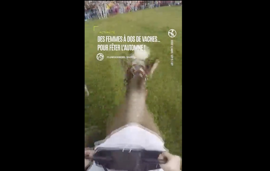 Suisse : on fête l'automne avec une course à dos de vache