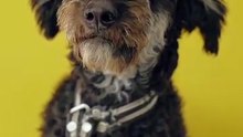 Os animais mais fofos do mundo N•606