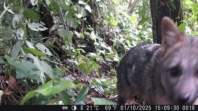 Primeiras imagens de armadilhas revelam detalhes da vida animal em Blumenau