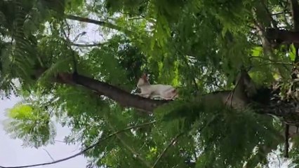 ext-bomberos-rescata-gato-de-un-arbol-201025