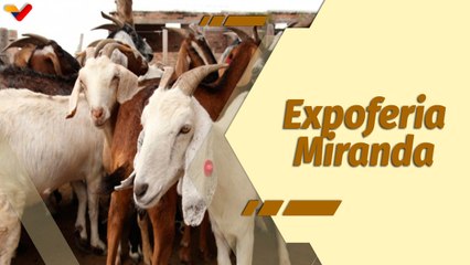 Café en la Mañana | Exhibirán potencialidades en II Expoferia Caprina y Ovina de Los Valles del Tuy