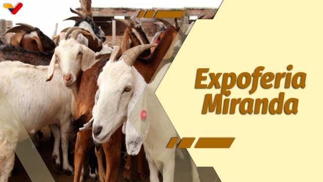 Café en la Mañana | Exhibirán potencialidades en II Expoferia Caprina y Ovina de Los Valles del Tuy