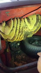 MASSIVE Beehive Found Inside Car Trunk | Shocking Car Discovery