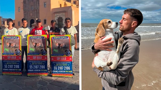 Aaron Ramsey continúa con la búsqueda de su perrita Halo en Guanajuato; la recompensa asciende a 20 mil dólares