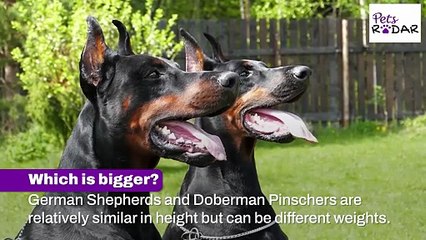 German Shepherd vs Doberman