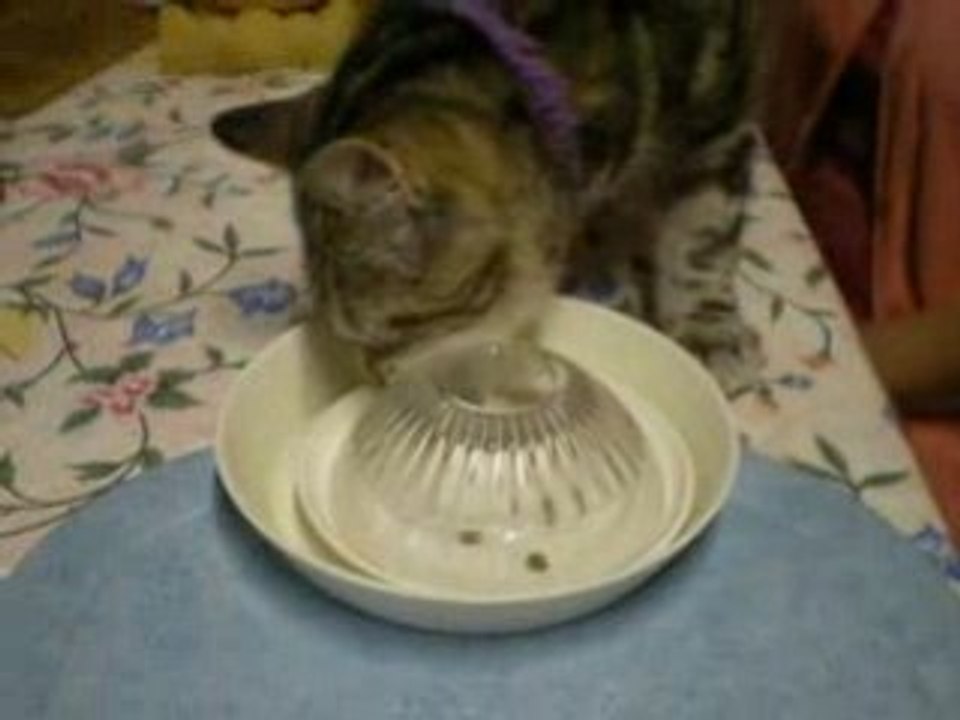 Loulou cherche des croquettes cachées